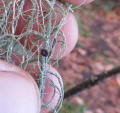 Biatoropsis usnearum
