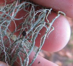 Biatoropsis usnearum