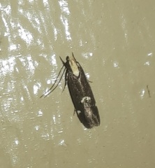 Chionodes phalacra