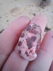 Haliotis tuberculata