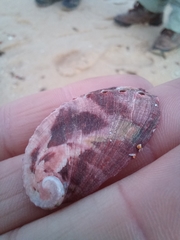 Haliotis tuberculata