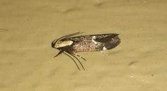 Chionodes phalacra