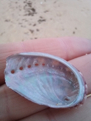 Haliotis tuberculata