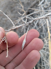 Neolasioptera willistoni