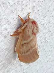 Hemileuca rubridorsa