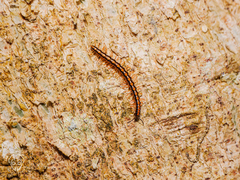 Helicorthomorpha