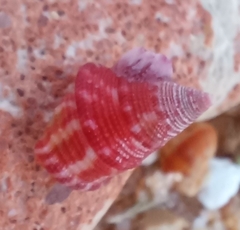 Jujubinus exasperatus