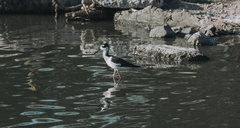 Himantopus mexicanus
