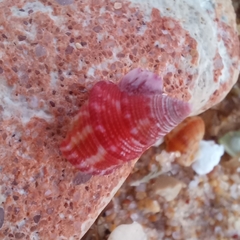 Jujubinus exasperatus