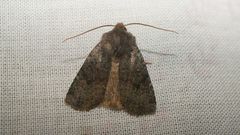 Conistra staudingeri