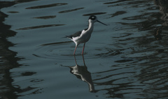Himantopus mexicanus