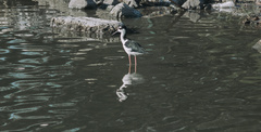 Himantopus mexicanus