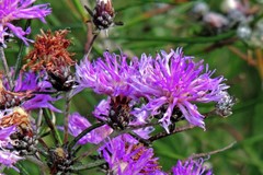 Lessingianthus plantaginodes