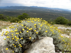 Santolina decumbens
