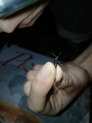 Staphylinina