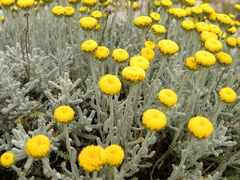 Santolina decumbens