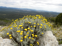 Santolina decumbens