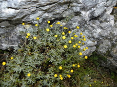 Santolina decumbens