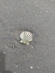 Aequipecten tehuelchus