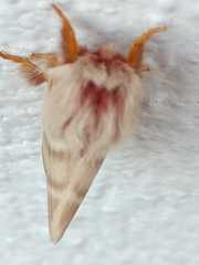Hemileuca rubridorsa