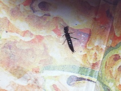 Staphylinina