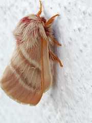 Hemileuca rubridorsa