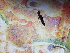 Staphylinina