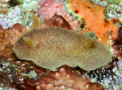Pharodoris philippinensis