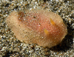 Pharodoris philippinensis