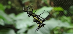 Micrathena vigorsi