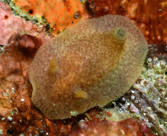 Pharodoris philippinensis