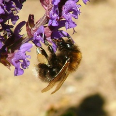 Bombus hypnorum