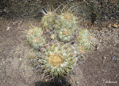 Copiapoa