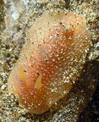 Pharodoris philippinensis