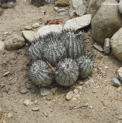 Copiapoa cinerea