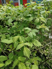 Rubus fruticosus