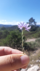 Symphyotrichum turneri