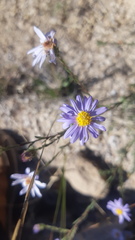 Symphyotrichum turneri