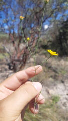 Gutierrezia conoidea