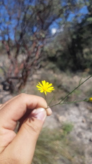 Gutierrezia conoidea
