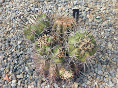 Copiapoa