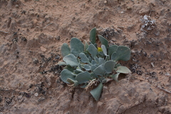Physaria chambersii