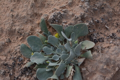 Physaria chambersii