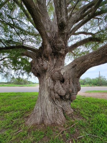 Taxodium mucronatum, photographed by an iNaturalist contributor