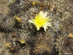 Copiapoa humilis