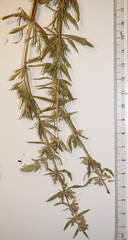 Hyssopus officinalis
