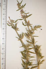 Hyssopus officinalis
