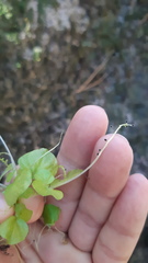 Peperomia hispiduliformis