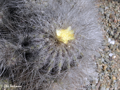 Copiapoa humilis