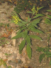 Senecio ovatus alpestris